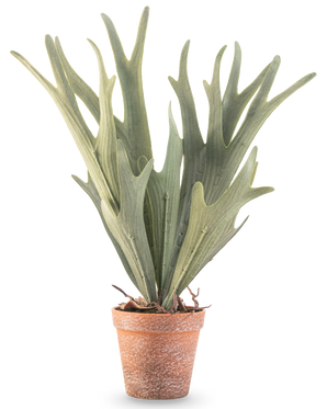 De Kunstplant Varen Staghorn 43 cm heeft levensechte groene, geweivormige bladeren in een kleine terracotta pot op een witte achtergrond.