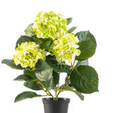De Kunstplant Hortensia Groen UV 35 cm heeft drie trossen licht geelgroene bloemen en grote diepgroene bladeren, allemaal in een pot tegen een witte achtergrond.