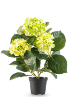 De Kunstplant Hortensia Groen UV 35 cm heeft drie trossen licht geelgroene bloemen en grote diepgroene bladeren, allemaal in een pot tegen een witte achtergrond.