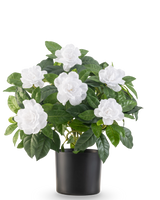 De Kunstplant Gardenia UV 39 cm wit heeft weelderige groene bladeren en grote witte gardeniabloemen in een eenvoudige zwarte pot, tegen een effen witte achtergrond.