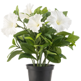 Een Kunstbloem Petunia plant UV 25 cm groot in een zwarte plastic pot heeft weelderige groene bladeren en meerdere grote, witte, trompetvormige bloemen, tegen een effen witte achtergrond.