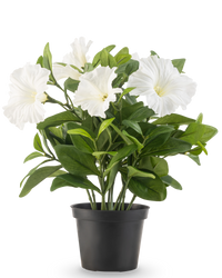 Kunstbloem Petunia plant UV 25 cm wit