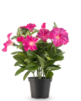 Een Kunstbloem Petunia plant UV 25 cm in donkerroze, met brede groene bladeren en levendige bloemen in een zwarte plastic pot, tegen een effen witte achtergrond.