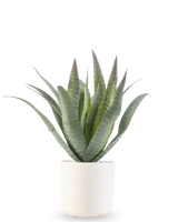 De Kunst Agave 30 cm in sierpot heeft een groene vetplant met lange, puntige bladeren die omhoog groeien, gepresenteerd in een eenvoudige pot met witte textuur tegen een effen witte achtergrond.