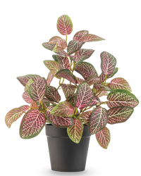 Kunstplant Fittonia Rood in Pot 25cm