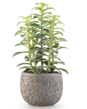 De Kunst vetplant in sierpot 25 cm heeft rechtopstaande groene vetplantstengels in een grijze pot met structuur, afgebeeld tegen een witte achtergrond.