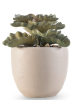 De Kunst vetplant 15 cm heeft groene, golvende platte bladeren in een ronde pot van lichtbeige keramiek met kleine steentjes, tegen een witte achtergrond.