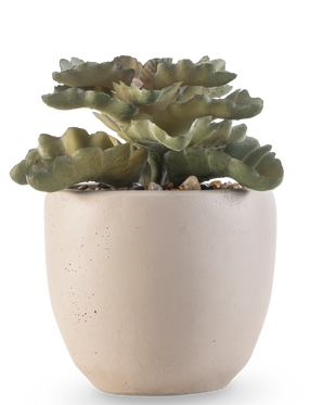 De Kunst vetplant 15 cm heeft groene, golvende platte bladeren in een ronde pot van lichtbeige keramiek met kleine steentjes, tegen een witte achtergrond.