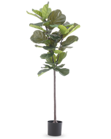 De Kunstplant Ficus Tabaksplant Deluxe 155 cm heeft brede groene bladeren en wordt geleverd in een zwarte pot, afgebeeld tegen een effen witte achtergrond.