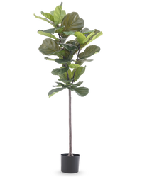 Kunstplant Ficus Tabaksplant Deluxe 155 cm