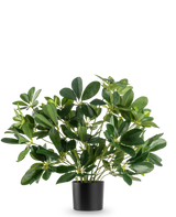 De Kunstplant Baby Schefflera UV 45 cm heeft brede, glanzende bladeren en wordt geleverd in een eenvoudige zwarte pot, tegen een effen witte achtergrond.