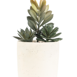 De Kunst vetplant 20 cm heeft een compacte vetplant met weelderige groene bladeren in een eenvoudige pot met gebroken witte textuur, tegen een effen witte achtergrond.