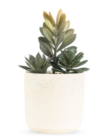 De Kunst vetplant 20 cm heeft een compacte vetplant met weelderige groene bladeren in een eenvoudige pot met gebroken witte textuur, tegen een effen witte achtergrond.