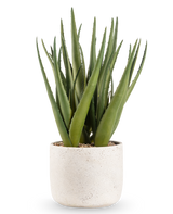 De Kunstplant Aloë Vera 43 cm heeft lange, puntige groene bladeren in een kleine, ronde pot met witte structuur en kiezels, tegen een effen witte achtergrond.