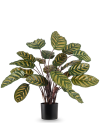 Kunstplant Calathea Makoyana UV 60 cm rood