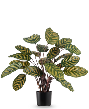 De Kunstplant Calathea Makoyana UV 60 cm rood is een kunstplant met grote, ovale groene bladeren met gele strepen tegen een effen witte achtergrond.