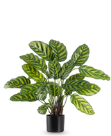 De Kunstplant Calathea Makoyana 60 cm heeft grote, levendige groene bladeren met lichtgroene en gele strepen, in een stijlvolle bloempot tegen een effen witte achtergrond.