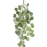 De Kunst hangplant Eucalyptus 73 cm heeft ronde groene bladeren aan meerdere stelen die sierlijk tegen een witte achtergrond hangen.
