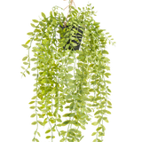 De Kunst hangplant Pumila in pot 55 cm heeft lange, hangende stengels met kleine, ovale, groene bladeren, in een zwarte pot met een touw tegen een witte achtergrond.