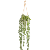 De Kunst hangplant Senecio in pot 55 cm heeft lange groene hangende stengels met ronde bladeren, hangend in een witte pot aan een tan touw, perfect om groen toe te voegen aan elke ruimte.