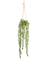 De Kunst hangplant Senecio in pot 55 cm heeft lange groene hangende stengels met ronde bladeren, hangend in een witte pot aan een tan touw, perfect om groen toe te voegen aan elke ruimte.
