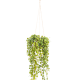De Kunst hangplant Vetplant 53 cm in pot heeft ronde groene bladeren die uit een hangende pot komen, vastgehouden door dunne bruine koorden tegen een effen witte achtergrond.