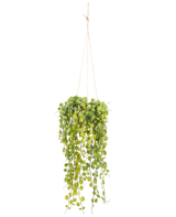 De Kunst hangplant Vetplant 53 cm in pot heeft ronde groene bladeren die uit een hangende pot komen, vastgehouden door dunne bruine koorden tegen een effen witte achtergrond.