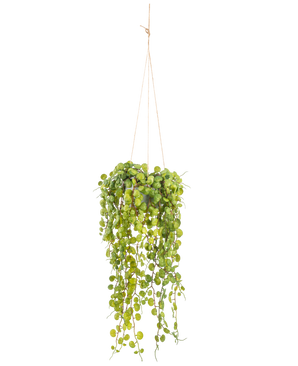 De Kunst hangplant Vetplant 53 cm in pot heeft ronde groene bladeren die uit een hangende pot komen, vastgehouden door dunne bruine koorden tegen een effen witte achtergrond.
