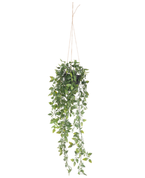 De Kunst hangplant Scindapsus in pot 73 cm heeft weelderige groene bladeren en lange slingerende ranken, opgehangen aan dun touw tegen een effen witte achtergrond.