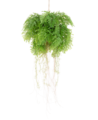 Kunst hangplant Varen met wortels d55 cm met hangsysteem