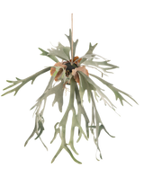 De Kunst hangplant Staghorn op bal 89 cm heeft lange, gevorkte groene bladeren en bruine schildbladeren, hangend aan een koord tegen een effen witte achtergrond.