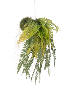 De Kunst hangplant Varen op bal 63 cm heeft weelderige, overhangende groene bladeren en delicate blaadjes. Hangend aan een dun touwtje tegen een witte achtergrond is het de perfecte onderhoudsvrije hangplant voor elke ruimte.