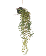 De Kunst hangplant Pumila bal 30 cm heeft lange, slingerende groene ranken met kleine blaadjes die uit een met mos bedekte bal komen, opgehangen met touw tegen een witte achtergrond.
