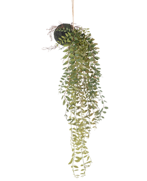 De Kunst hangplant Pumila bal 30 cm heeft lange, slingerende groene ranken met kleine blaadjes die uit een met mos bedekte bal komen, opgehangen met touw tegen een witte achtergrond.
