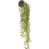 De Kunst hangplant Vetplant op bol 78 cm heeft groene ronde bladeren die uit een kleine, bolvormige met mos bedekte plantenbak komen, perfect als decoratief accent tegen een effen witte achtergrond.