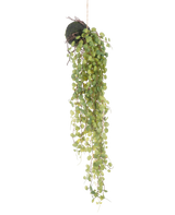 De Kunst hangplant Vetplant op bol 78 cm heeft groene ronde bladeren die uit een kleine, bolvormige met mos bedekte plantenbak komen, perfect als decoratief accent tegen een effen witte achtergrond.