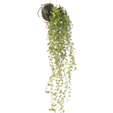 De Kunst hangplant Vetplant bal 58 cm heeft een groene vetplant met kleine ronde blaadjes, hangend aan een met mos bedekte grondbal, tegen een effen witte achtergrond.