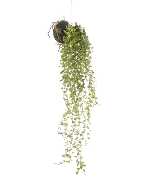 De Kunst hangplant Vetplant bal 58 cm heeft een groene vetplant met kleine ronde blaadjes, hangend aan een met mos bedekte grondbal, tegen een effen witte achtergrond.