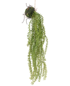 De Kunst hangplant Phlegmariurus bal 55 cm heeft weelderige, hangende groene bladeren die uit een met mos bedekte bal cascade vormen, opgehangen aan touw voor een stijlvolle display tegen elke achtergrond.