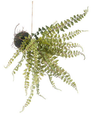 De Kunst hangplant Varen bal 45 cm heeft slepende groene varenachtige bladeren en hangt aan een touwtje, perfect om uit te stallen tegen een witte achtergrond.