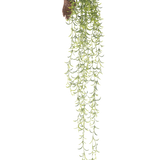 De Kunst hangplant Senecio 86 cm heeft lange, groene sappige stengels met kleine, smalle blaadjes die uit een bruine kluit komen, tegen een witte achtergrond.