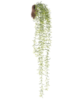 De Kunst hangplant Senecio 86 cm heeft lange, groene sappige stengels met kleine, smalle blaadjes die uit een bruine kluit komen, tegen een witte achtergrond.