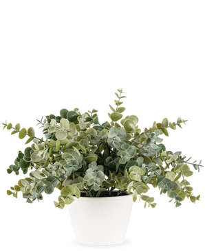 De Kunstplant Eucalyptus 23 cm heeft weelderige, ronde groene bladeren en wordt geleverd in een eenvoudige witte pot, perfect om elke ruimte op te fleuren met zijn natuurlijke uitstraling tegen een effen achtergrond.
