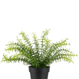 De Kunstplant Anthurium 27 cm heeft lange, slanke groene bladeren die zich uitstrekken vanuit een zwarte plastic pot, tegen een effen witte achtergrond.