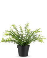 De Kunstplant Anthurium 27 cm heeft lange, slanke groene bladeren die zich uitstrekken vanuit een zwarte plastic pot, tegen een effen witte achtergrond.