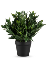 De Kunstplant Pumila 23 cm is een weelderig groene kunstplant met talrijke puntige bladeren, in een eenvoudige zwarte pot en tegen een effen witte achtergrond.