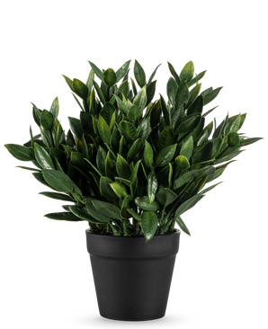 De Kunstplant Pumila 23 cm is een weelderig groene kunstplant met talrijke puntige bladeren, in een eenvoudige zwarte pot en tegen een effen witte achtergrond.