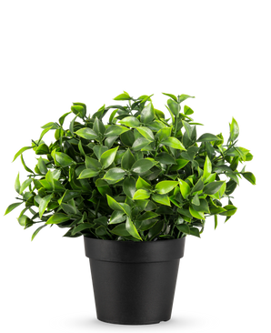 De Kunstplant Photonia in pot UV 22 cm heeft kleine, puntige groene bladeren in een eenvoudige zwarte pot, tegen een effen witte achtergrond.