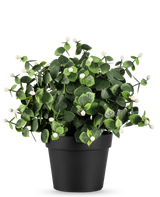 De Kunstplant Eucalyptus wit in pot UV 22 cm heeft dichte groene bladeren en kleine witte knoppen in een eenvoudige zwarte pot, perfect om elke ruimte op te fleuren.