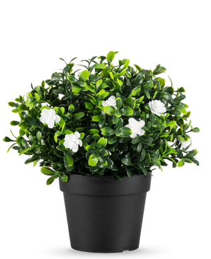 De Kunstplant Pumila in pot UV 21cm is een kleine kunstplant met dichte groene bladeren en delicate witte bloemen, in een eenvoudige zwarte pot tegen een effen witte achtergrond.